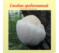 Ежовик гребенчатый 20 гр. (hericium erinaceus) 