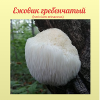 Ежовик гребенчатый 20 гр. (hericium erinaceus) 