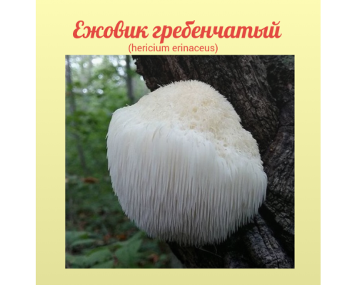 Ежовик гребенчатый 20 гр. (hericium erinaceus) 