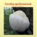 Ежовик гребенчатый 20 гр. (hericium erinaceus) 